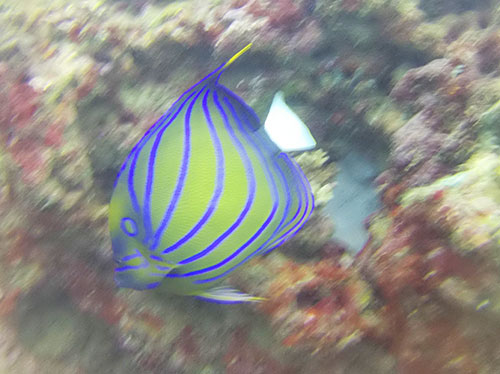 Blueringed angelfish