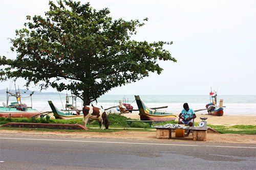 Fisherman and a cow by the road side, weligama.