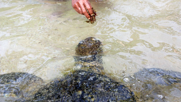 feeding turtle hikkaduwa