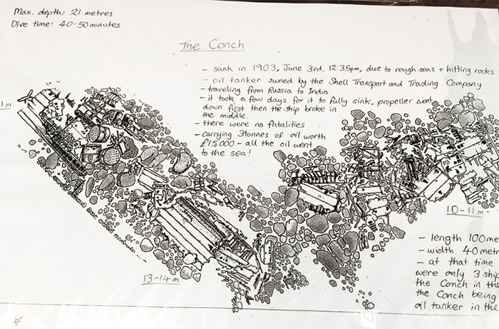 the conch illustration