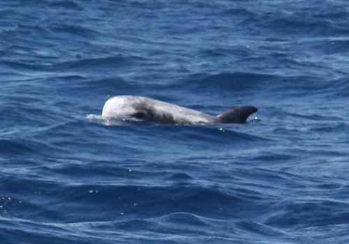 bryde's whale