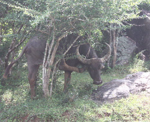 buffalo camouflauge level 7