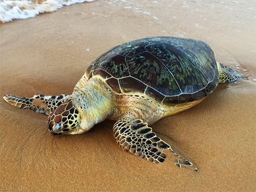dead turtle on the shore