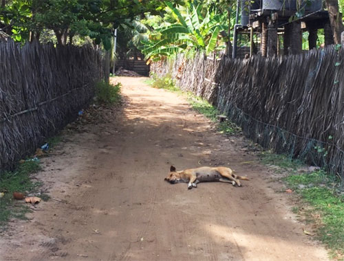 dog sleeping on the road