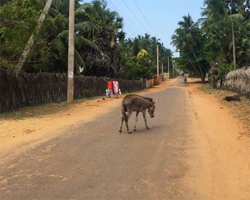 donkey on the road sri lanka