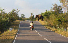 elephant on the road sri lanka