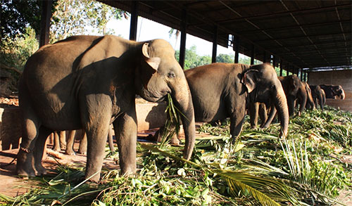 Elephants Pinnawala elephant orphanage
