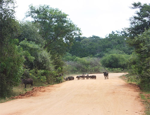 wild pig piglets