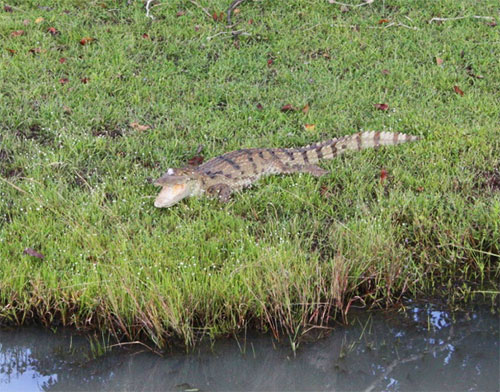 small crocodile