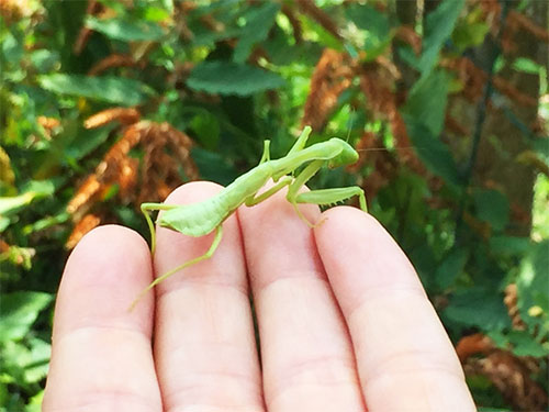 praying mantis hand