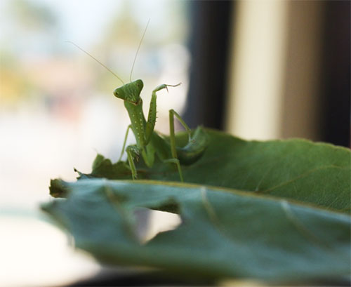 praying mantis pointing