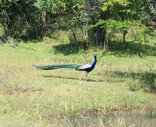 peacock kumana yala