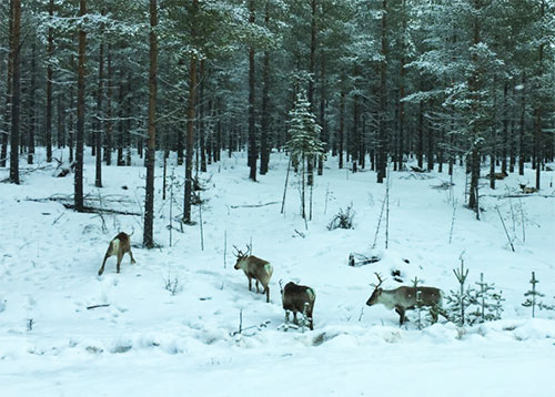 reindeer