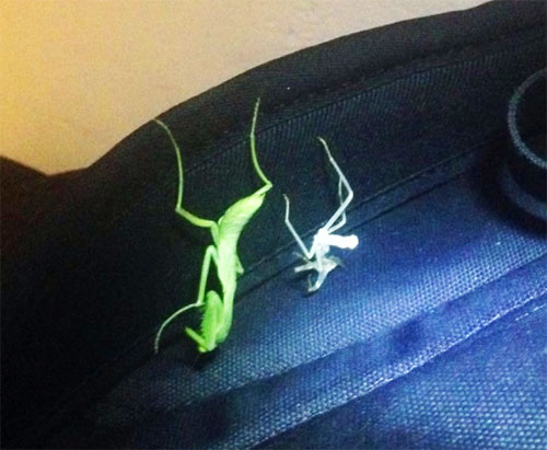 praying mantis molt