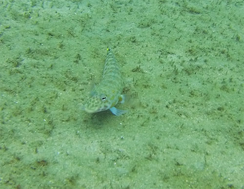 fish