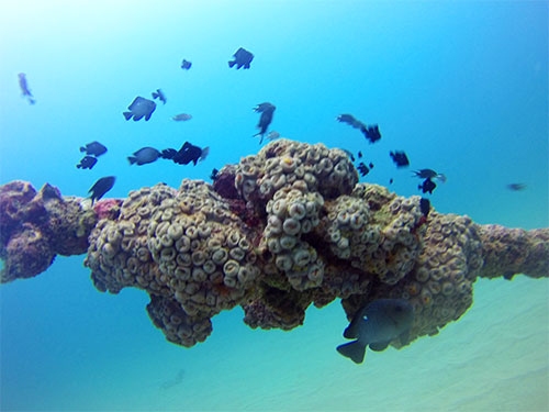 wreck detail