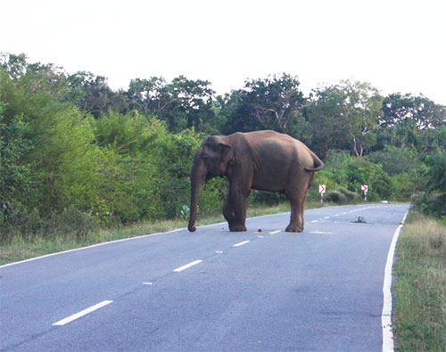 elephant on the road sri lanka