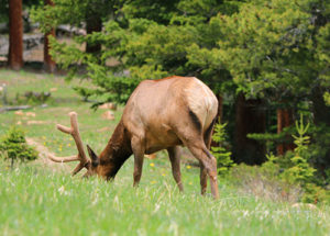 elk